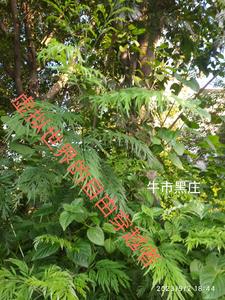 ������������ɴ�Խ��